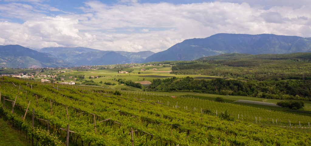 Caldaro winnice południowy Tyrol