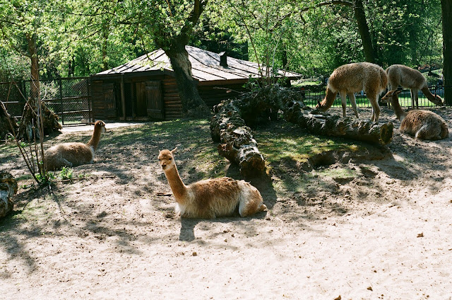 zoo w warszawie