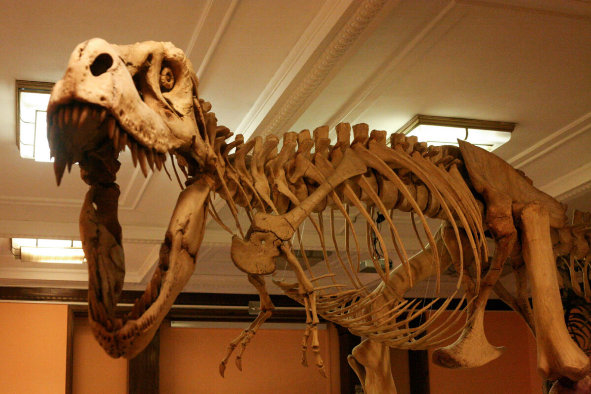 muzeum dinozaurów w warszawie