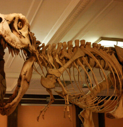 Muzeum Ewolucji, czyli muzeum dinozaurów w Warszawie