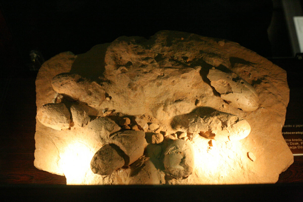 muzeum ewolucji w warszawie