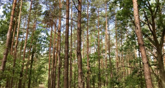 Warszawa: lasy na spacer nieopodal stolicy